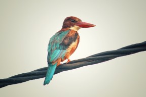 爱游戏体育（AYX）官方APP下载-_场馆内外：明星嘉宾助阵现场氛围火热_，明星现场活动